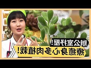 辦公室 多肉植物